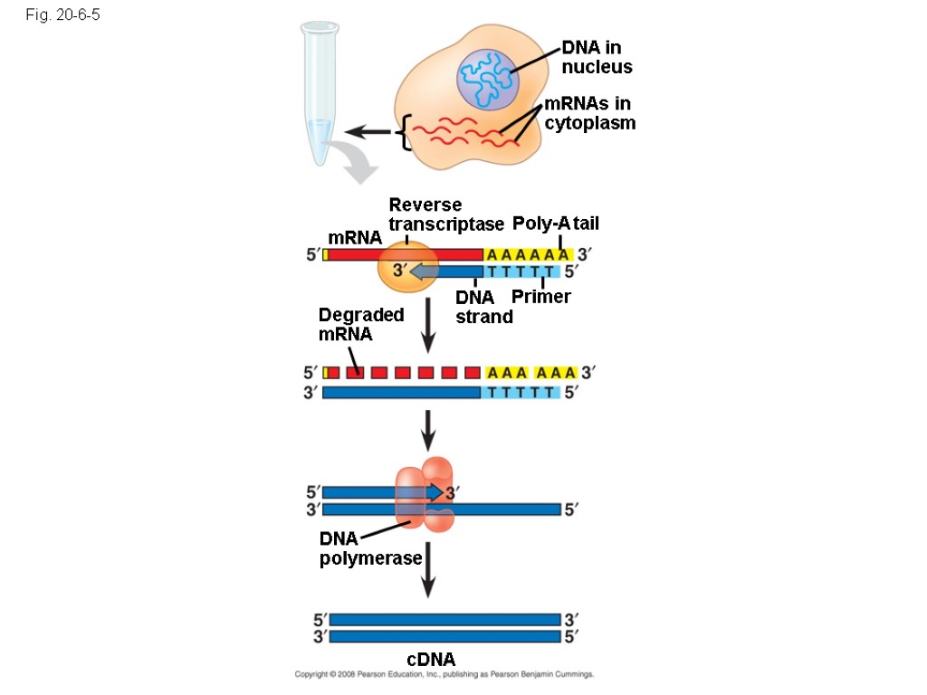 Fig. 20-6-5 DNA in nucleus mRNAs in cytoplasm Reverse transcriptase Poly-A tail DNA strand